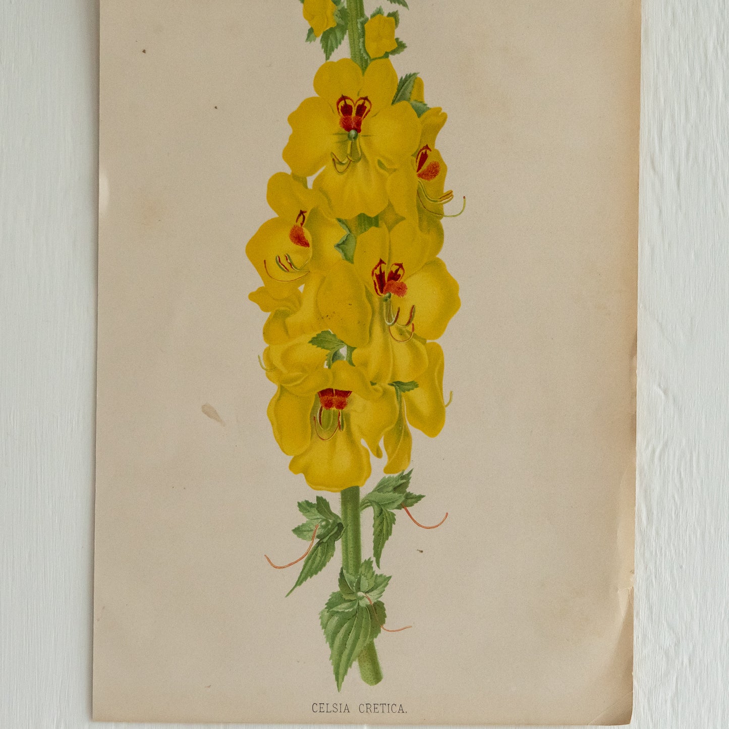 Antique Colour Bookplate - Celsia Cretica