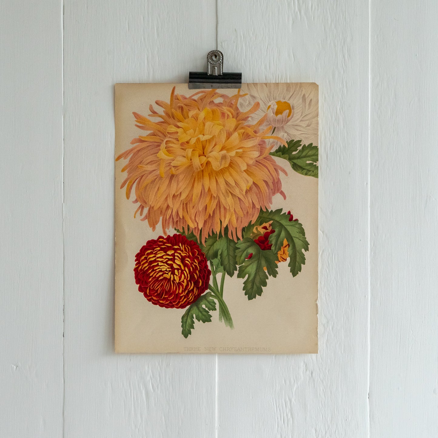 Antique Colour Bookplate - Three New Chrysanthemums