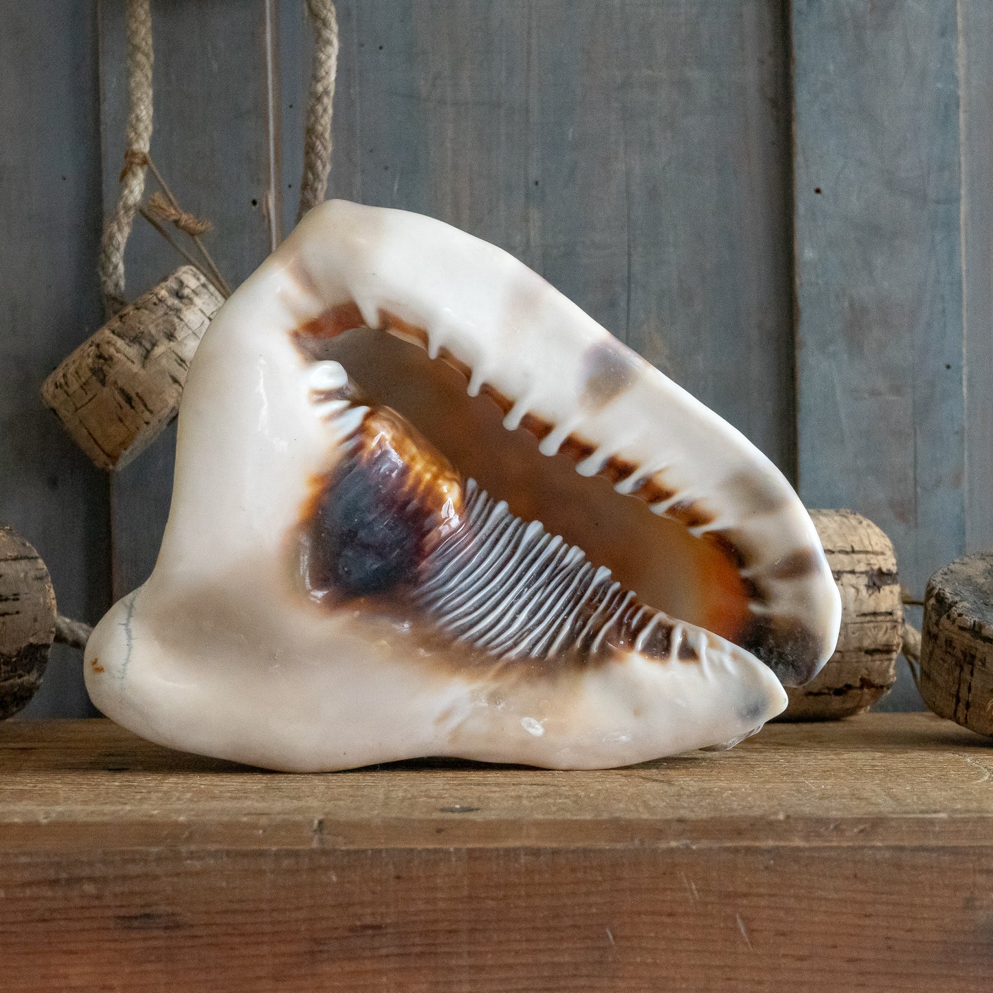 Large Queen Helmet Conch Shell