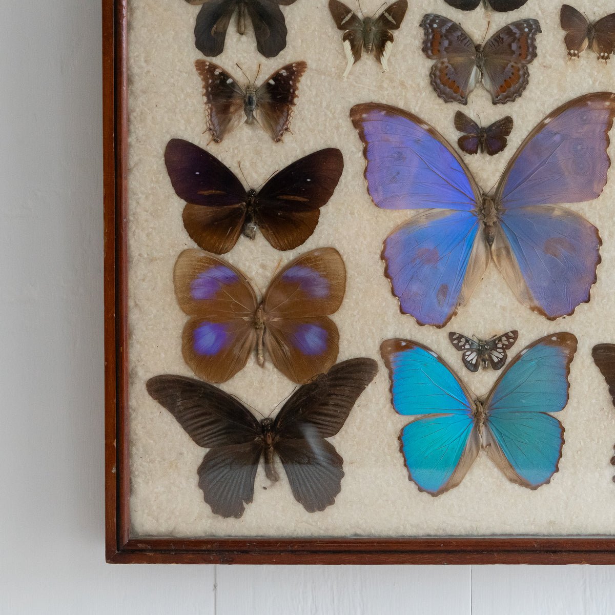 Large Vintage Butterfly Taxidermy Collection