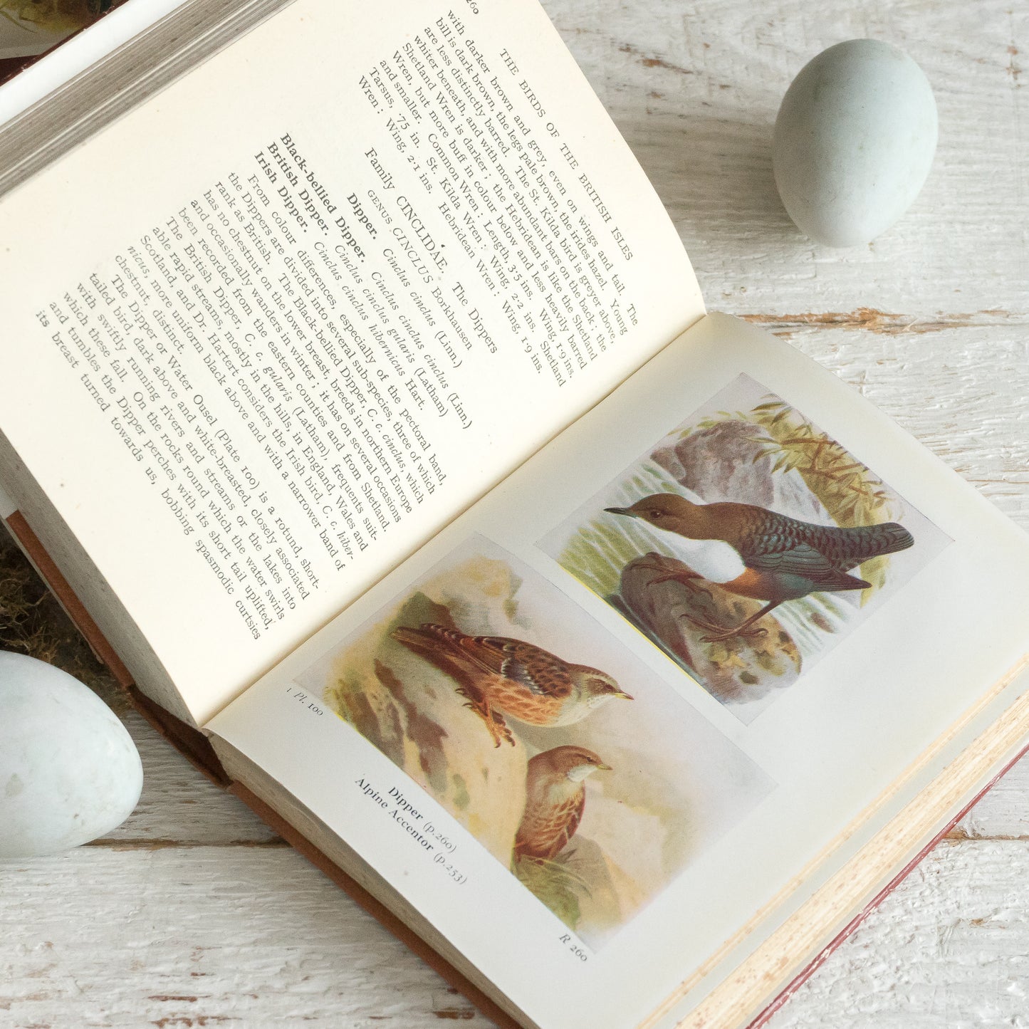 The Birds of the British Isles and Their eggs Book #1