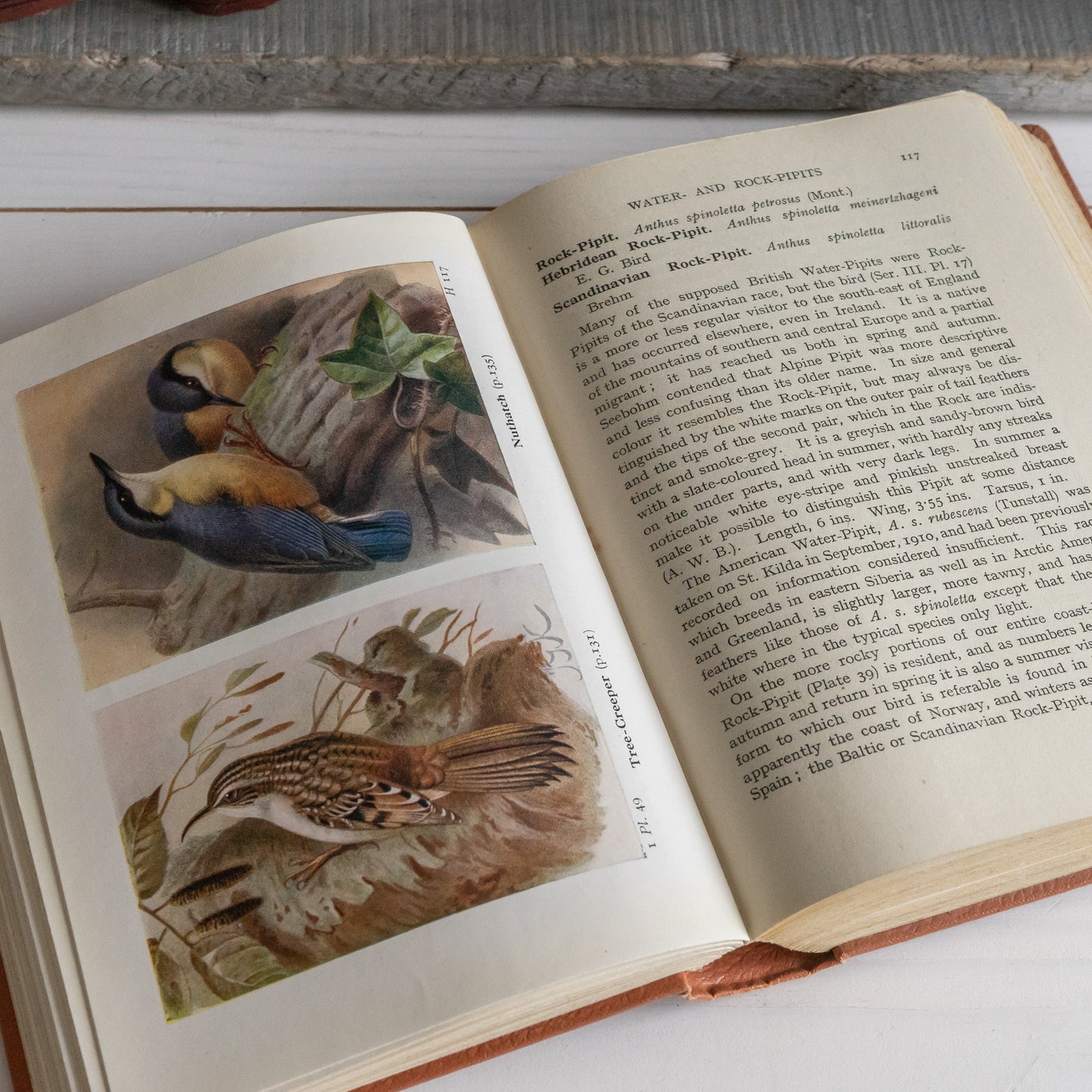 The Birds of the British Isles and their Eggs Book #3