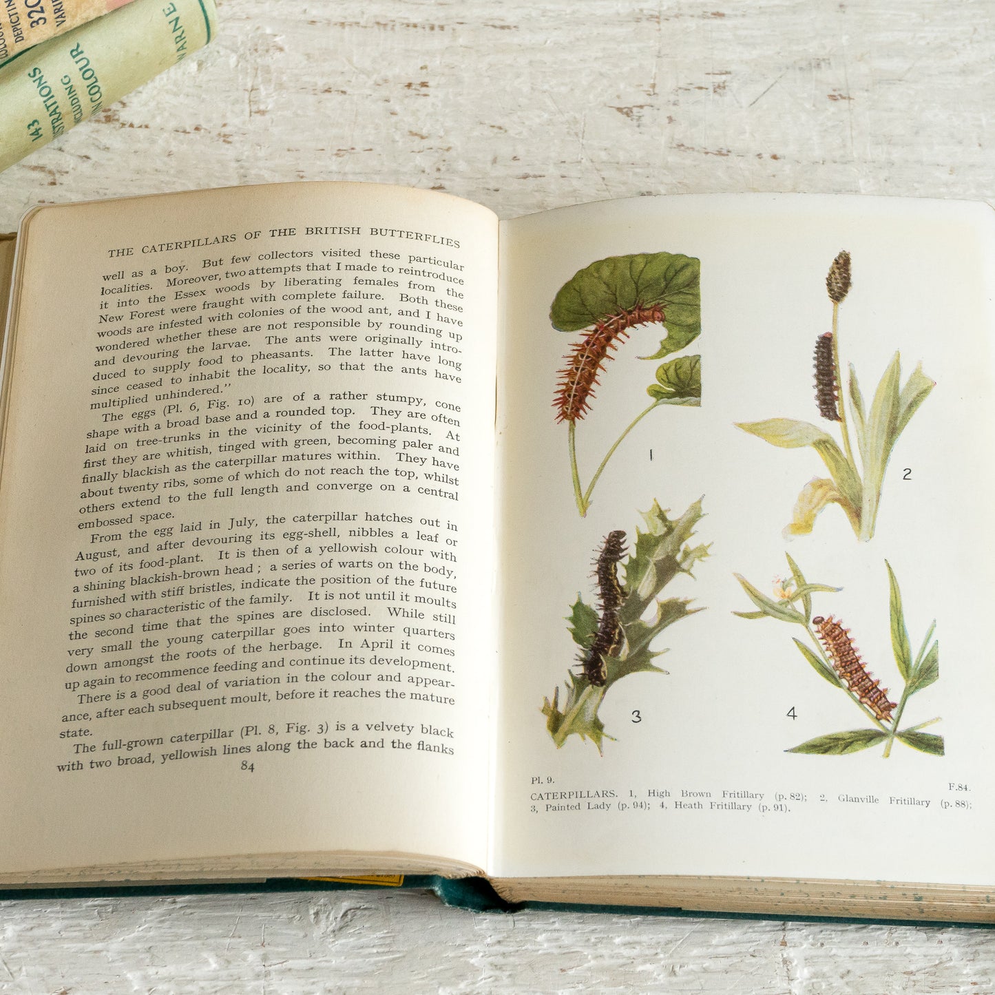 The Caterpillars of the British Butterflies Book
