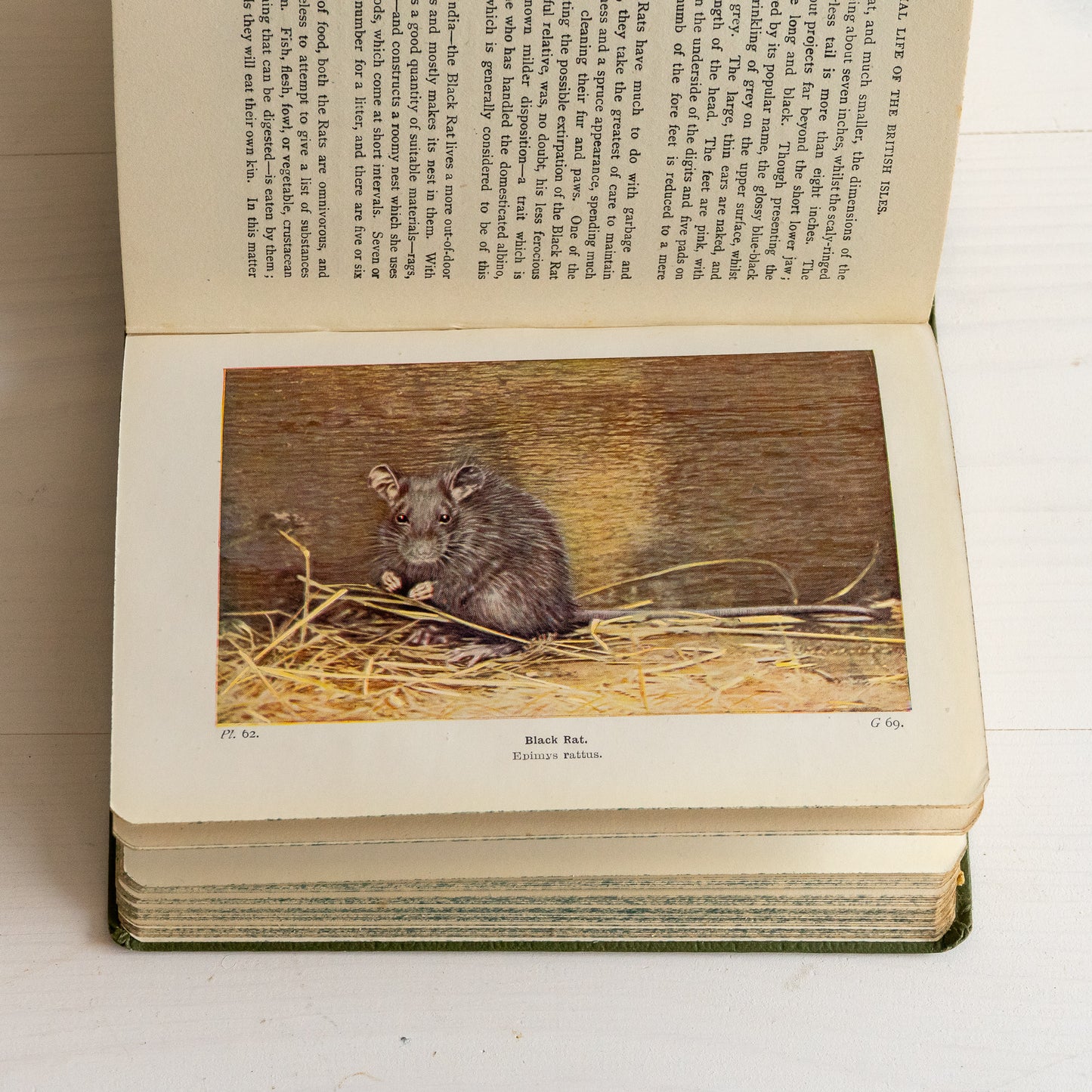 Animal Life of the British Isles Book