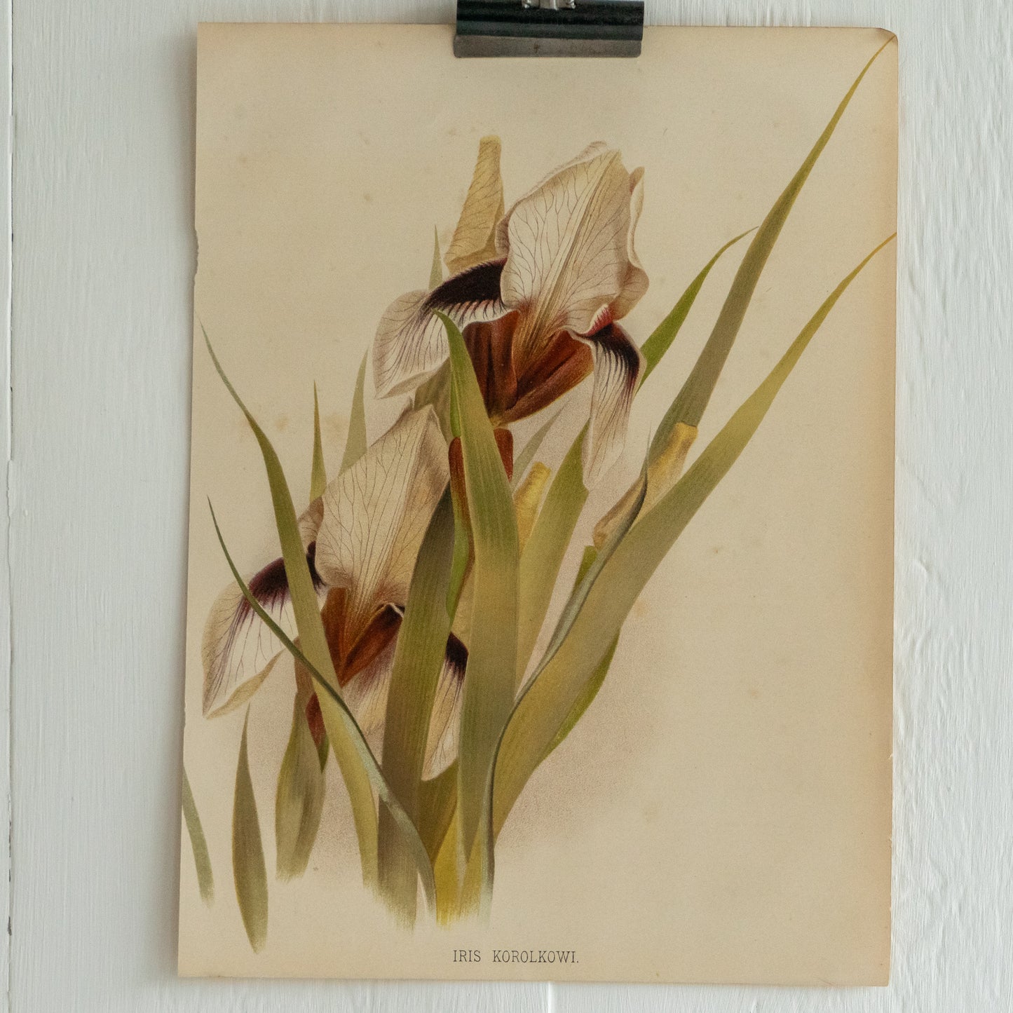 Antique Colour Bookplate - Iris Korolkowi