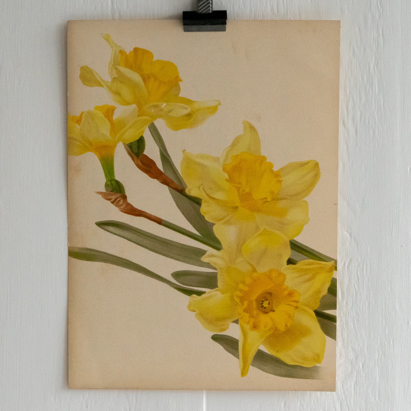Antique Colour Bookplate - Daffodils