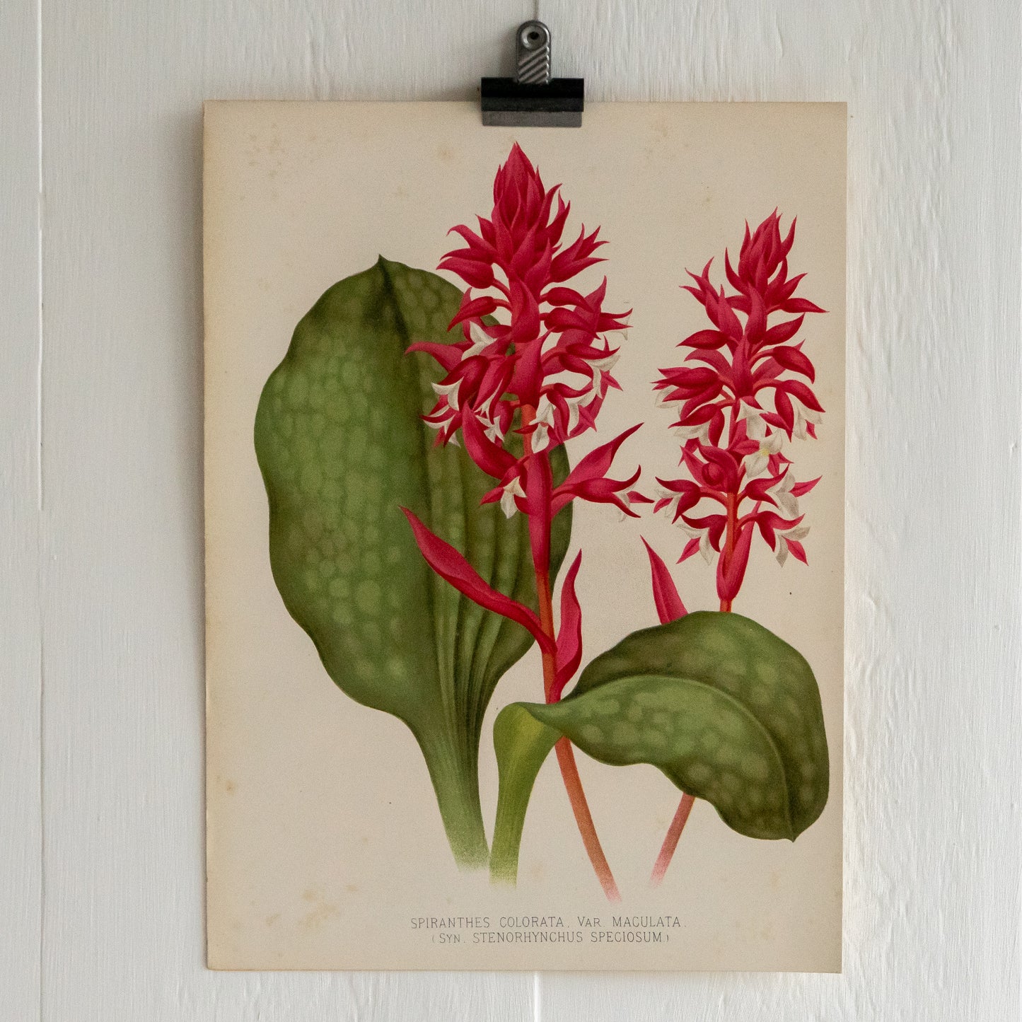 Antique Colour Bookplate - Spiranthes Colorata Var Maculata