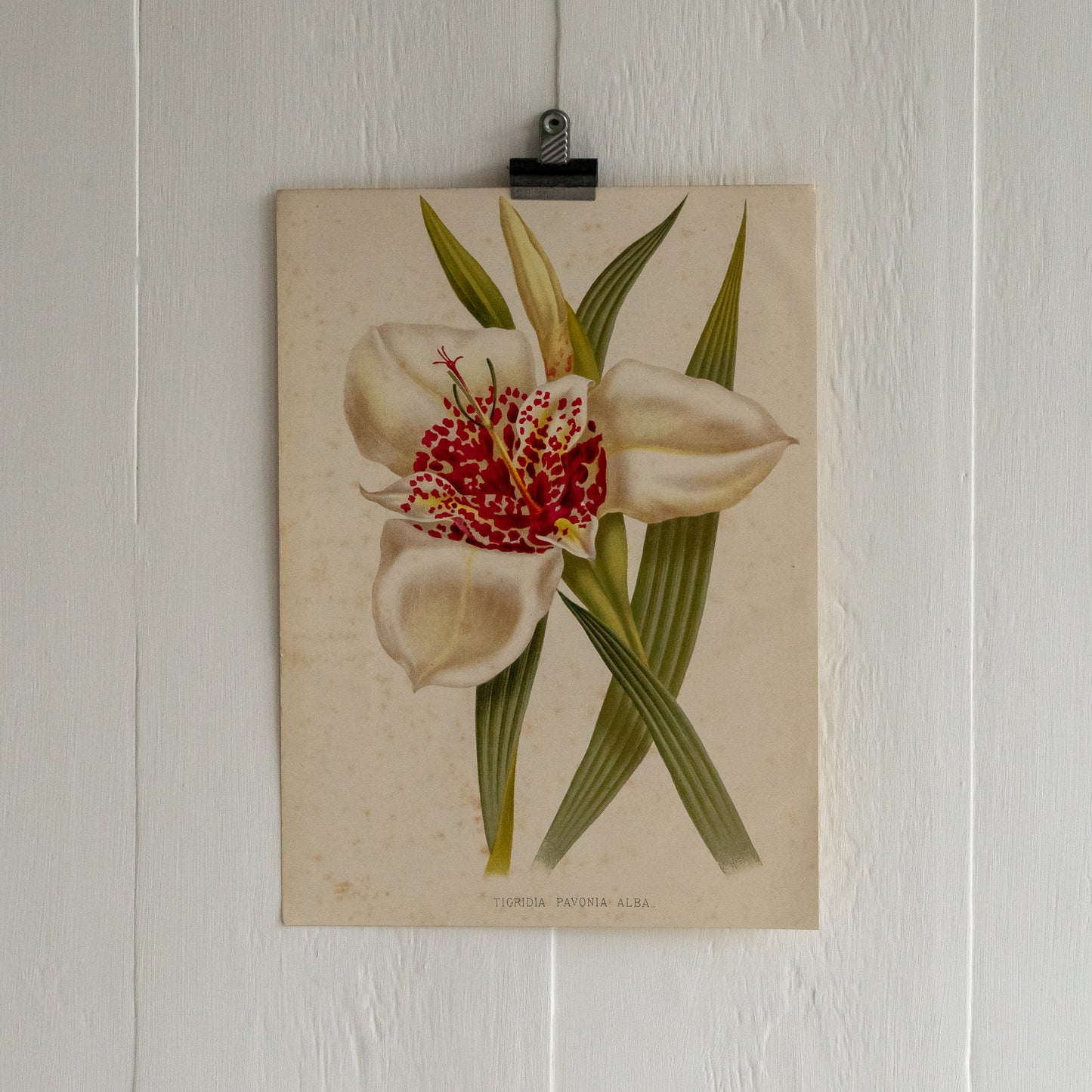 Antique Colour Bookplate - Tigridia Pavonia Alba