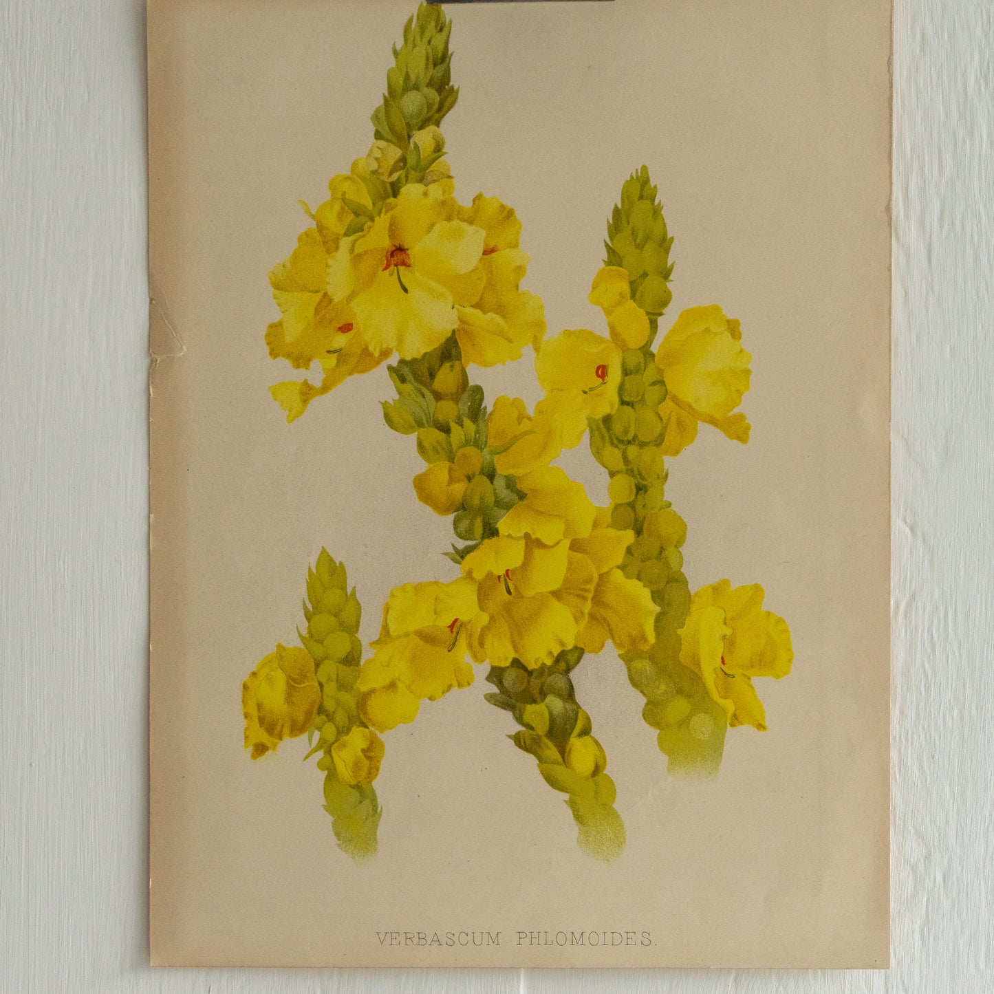 Antique Colour Bookplate - Verbascum Phlomoides