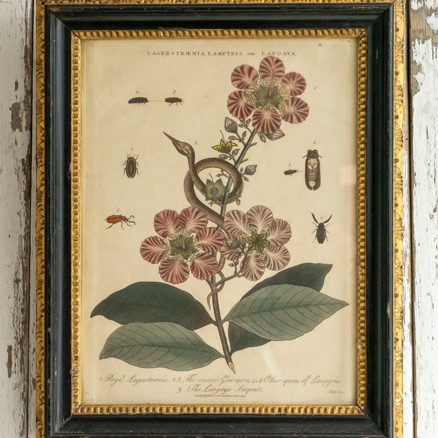 Antique Framed John Pass Botanical Engraving