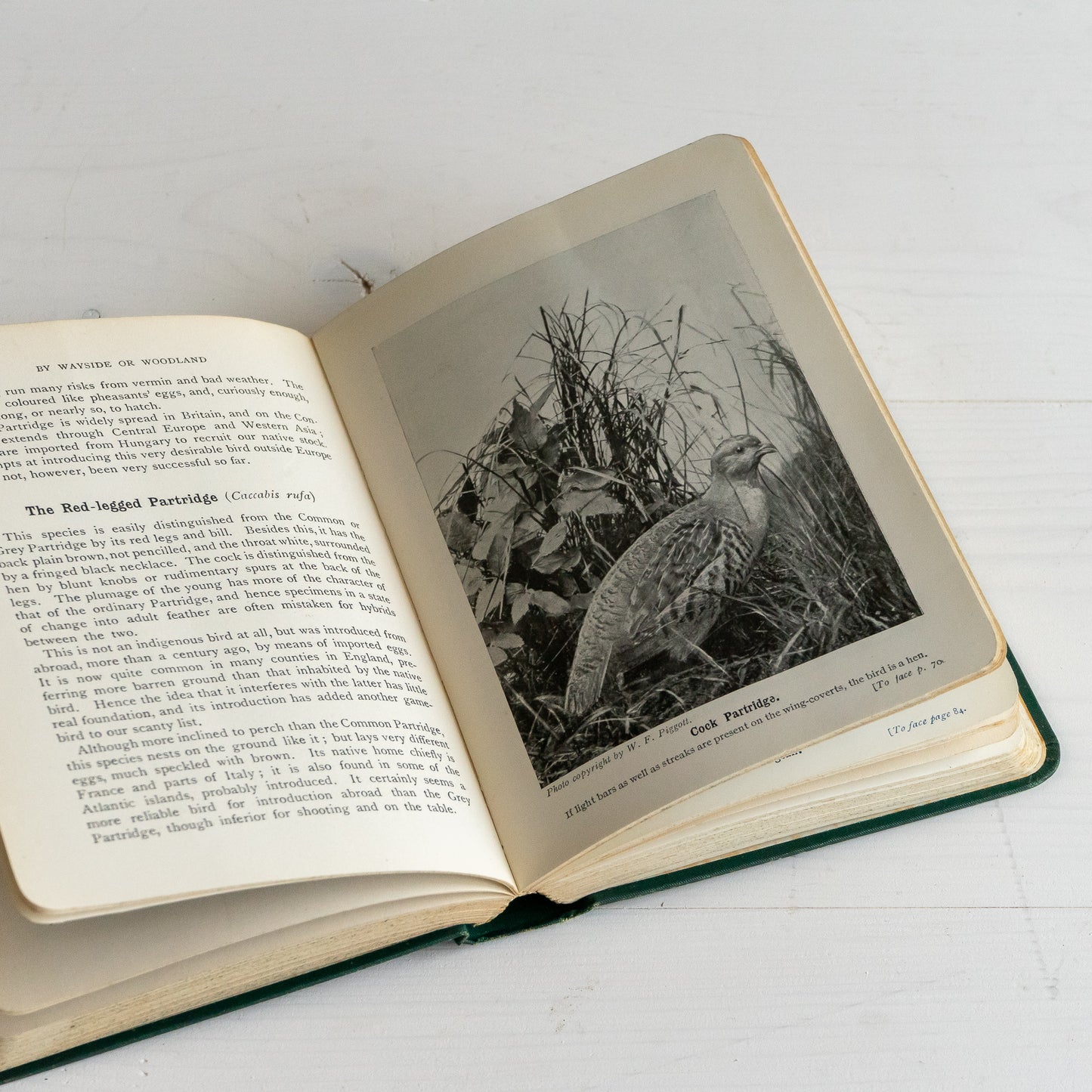 Birds of the Country Side Book