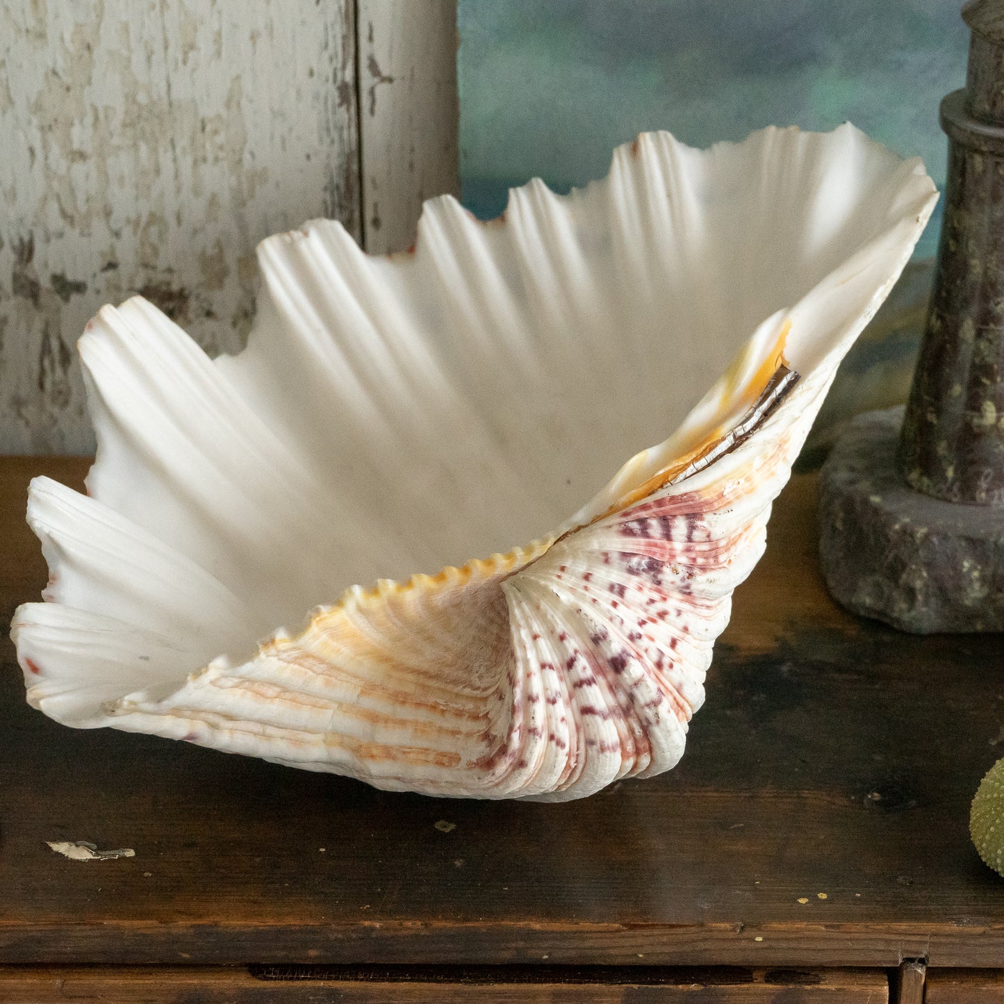 Fabulous Large Clam Shell