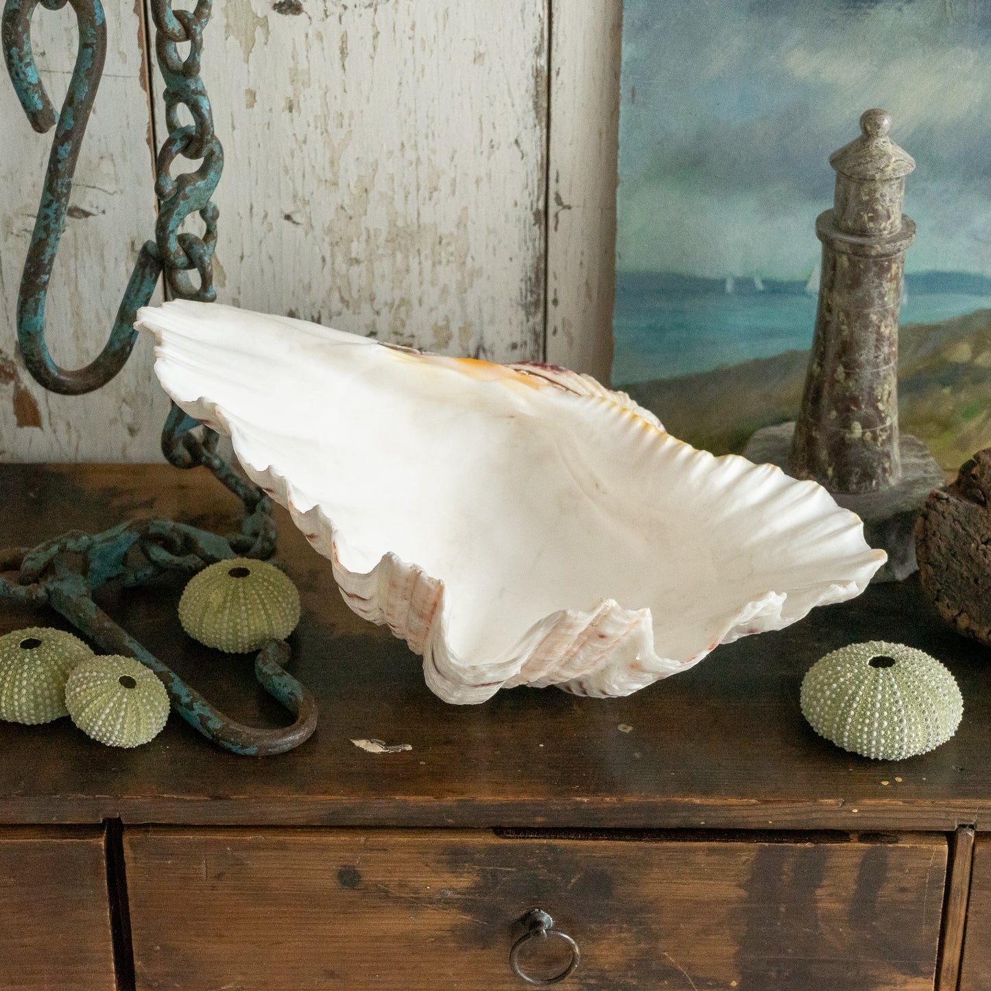 Fabulous Large Clam Shell