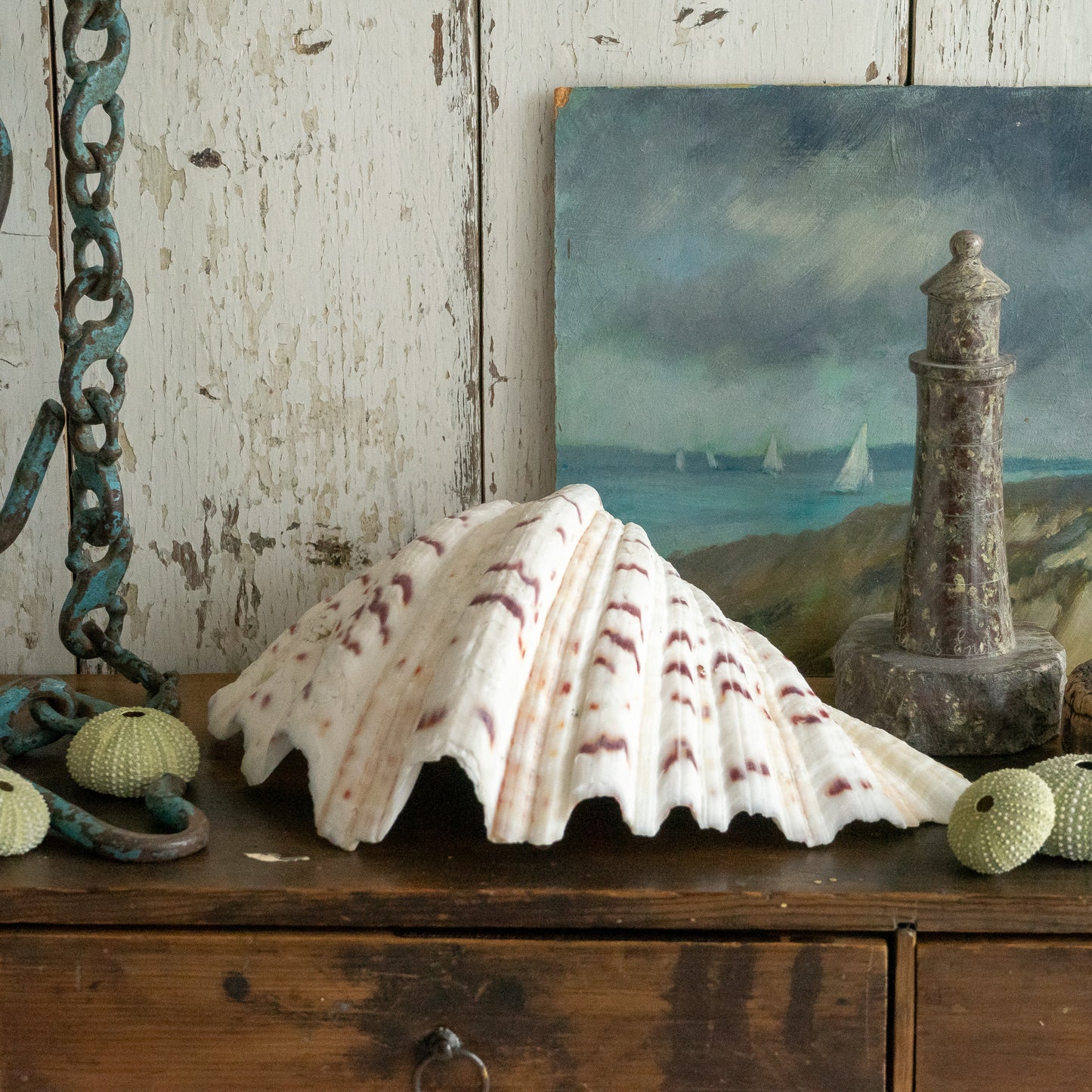 Fabulous Large Clam Shell