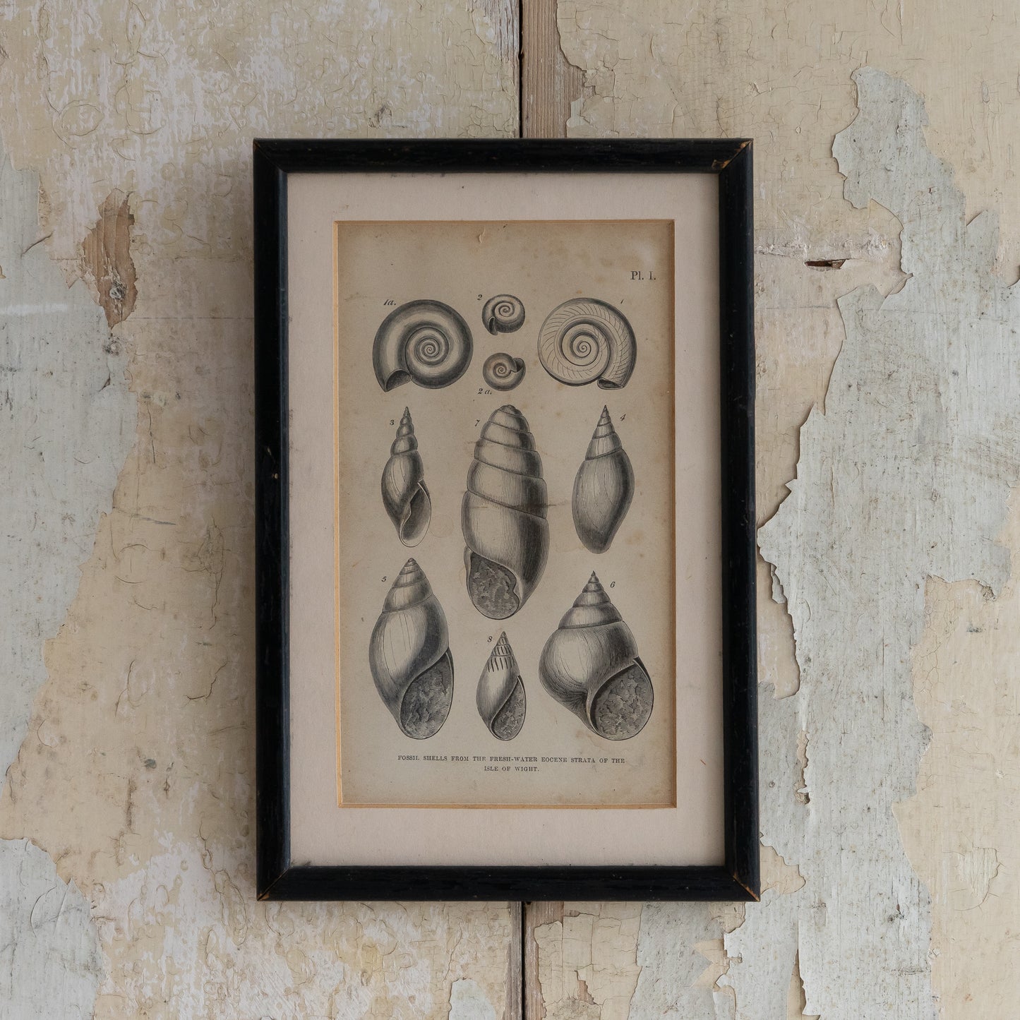 Framed Black and White Book Plate of Shells