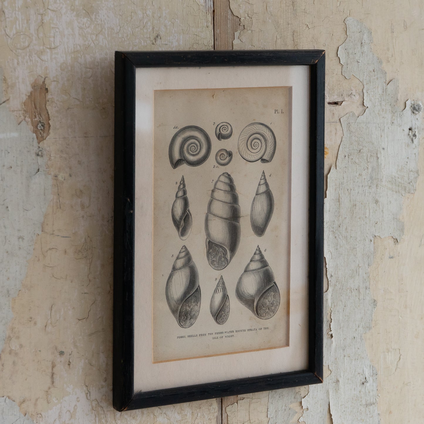 Framed Black and White Book Plate of Shells