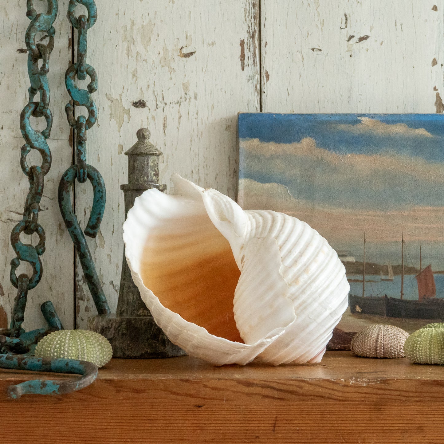 Large Banded Tonna Shell