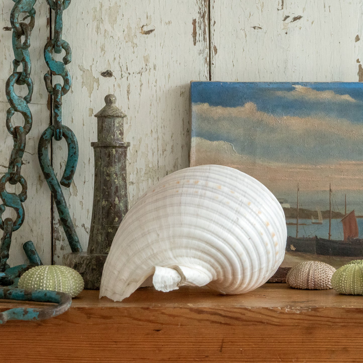 Large Banded Tonna Shell