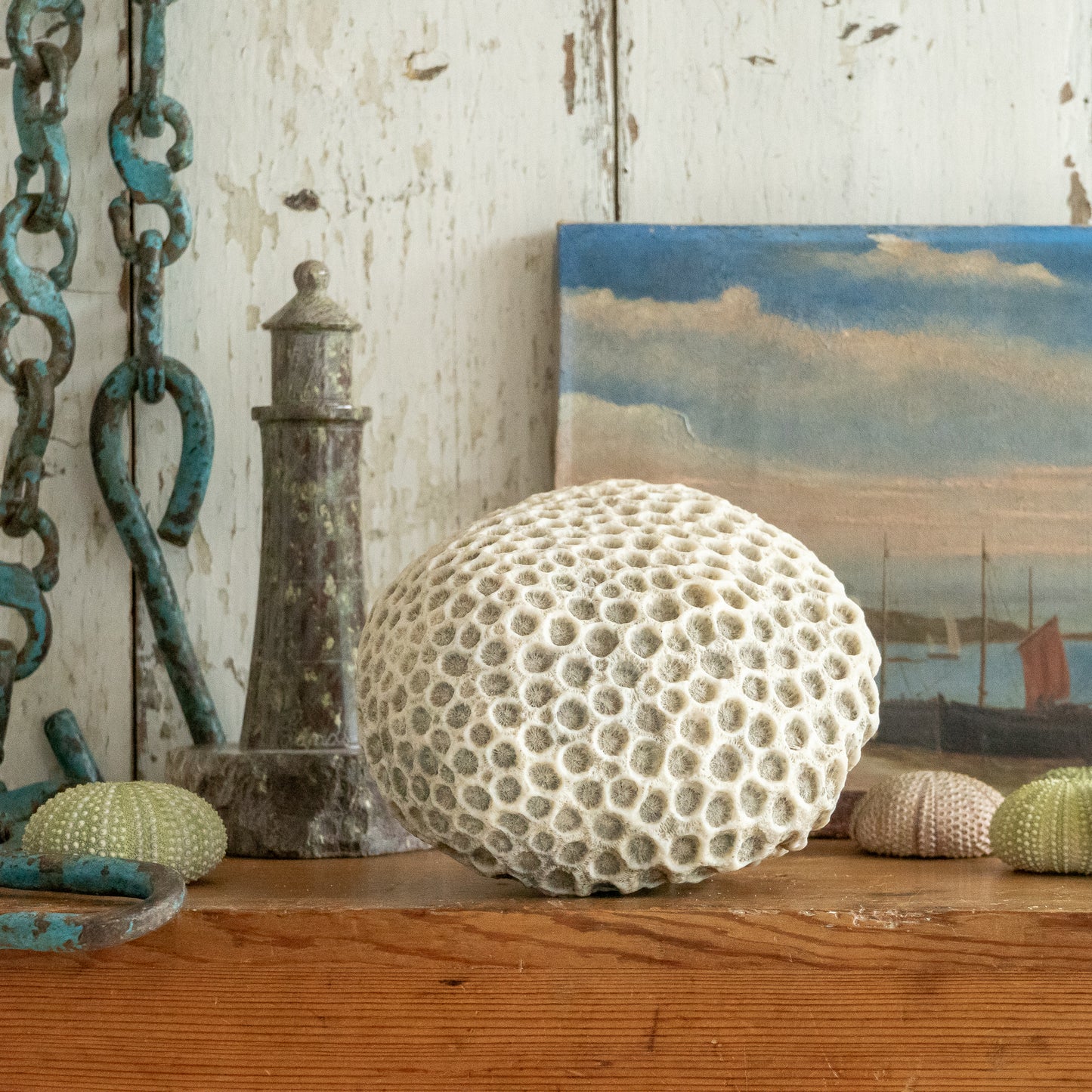 Natural Brain Coral Specimen