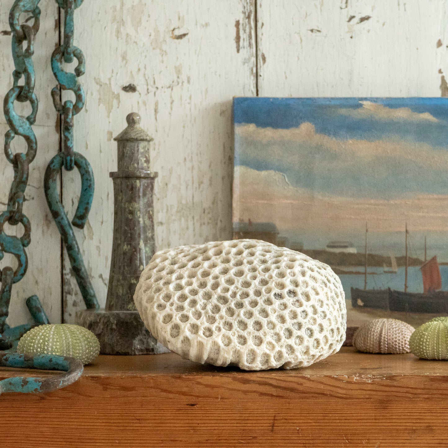 Natural Brain Coral Specimen