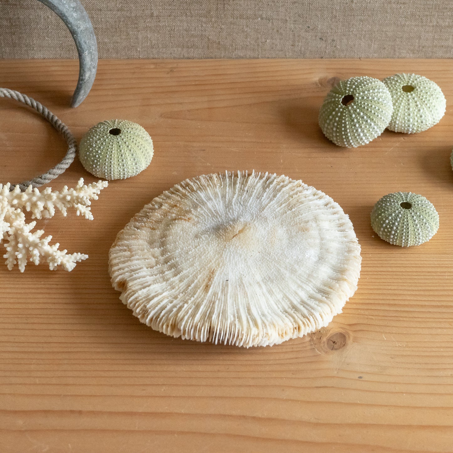 Natural Mushroom Coral