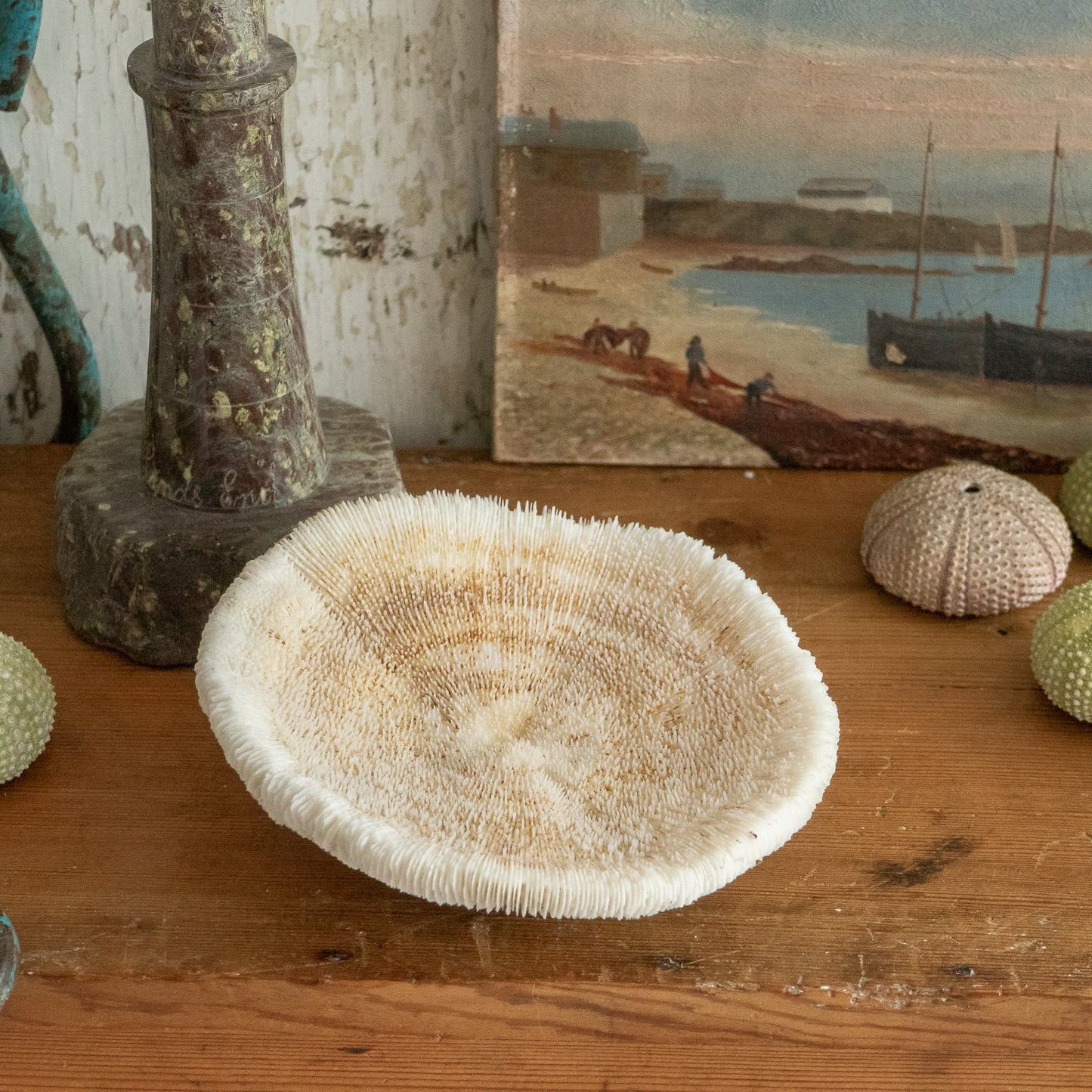 Natural Mushroom Coral Specimen