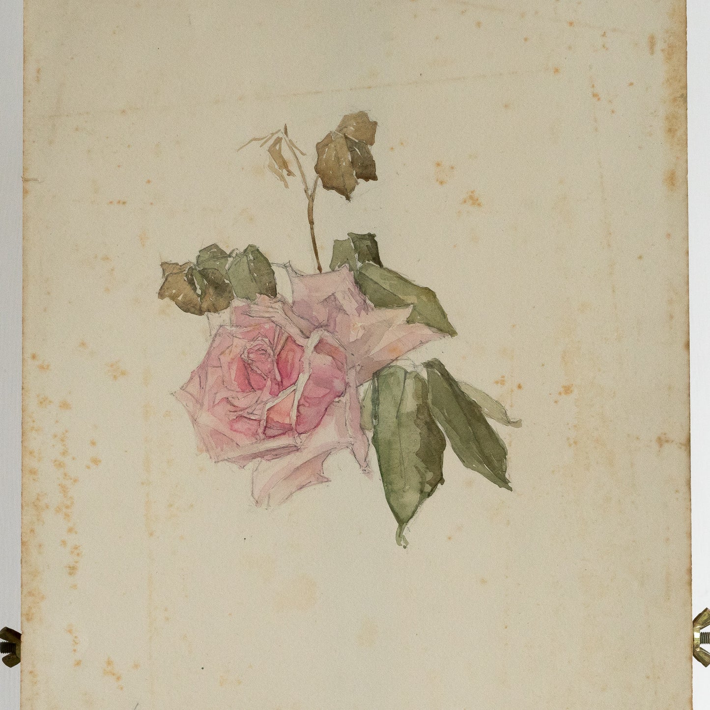 Pink Rose Watercolour Painting
