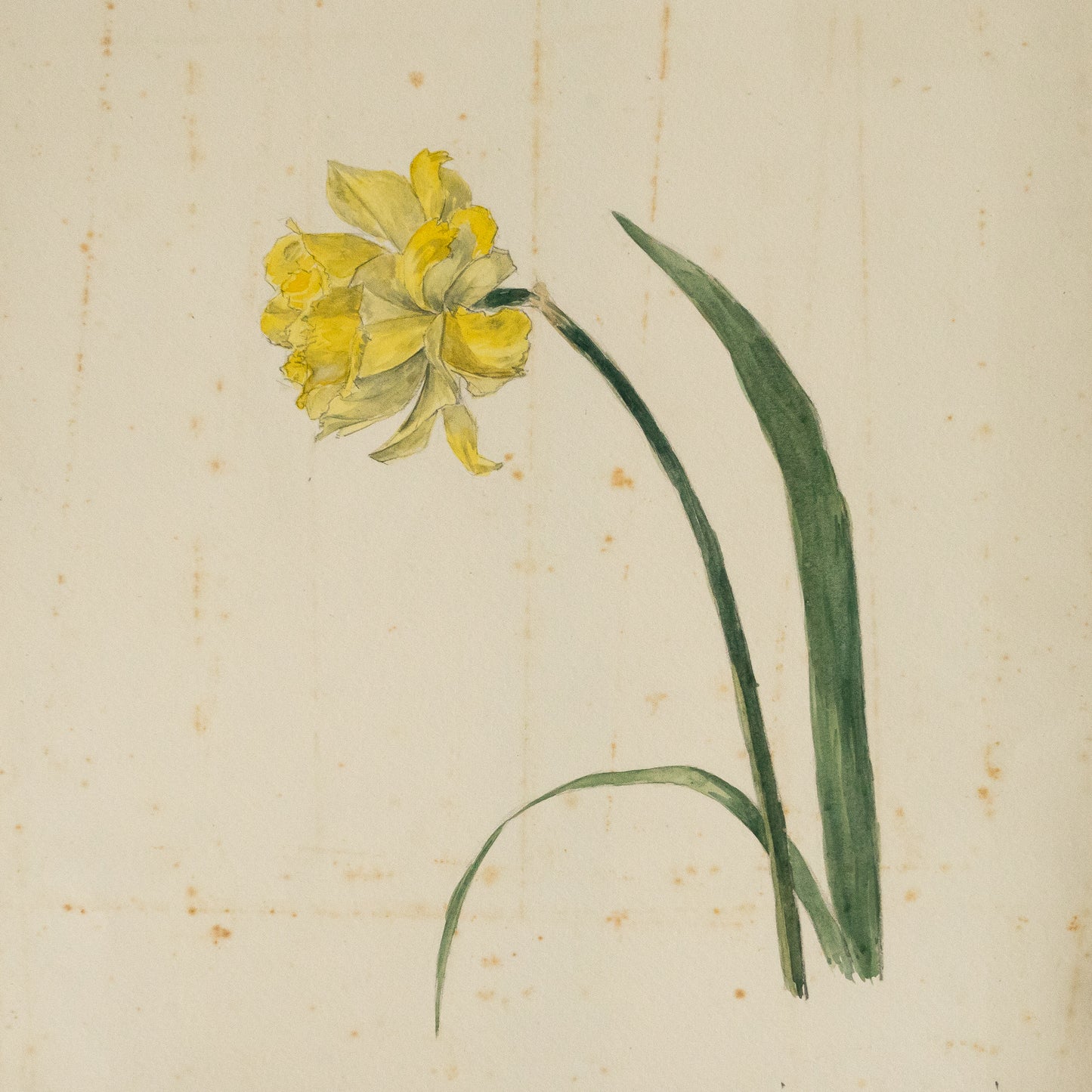 Prety Single Daffodil Watercolour Painting