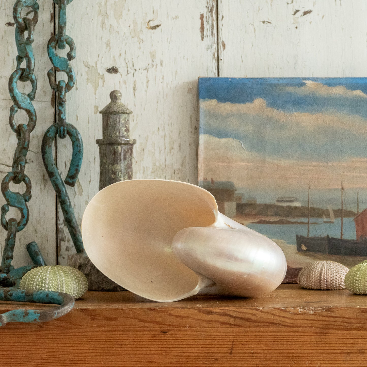 Pretty Vintage Nautilus Shell