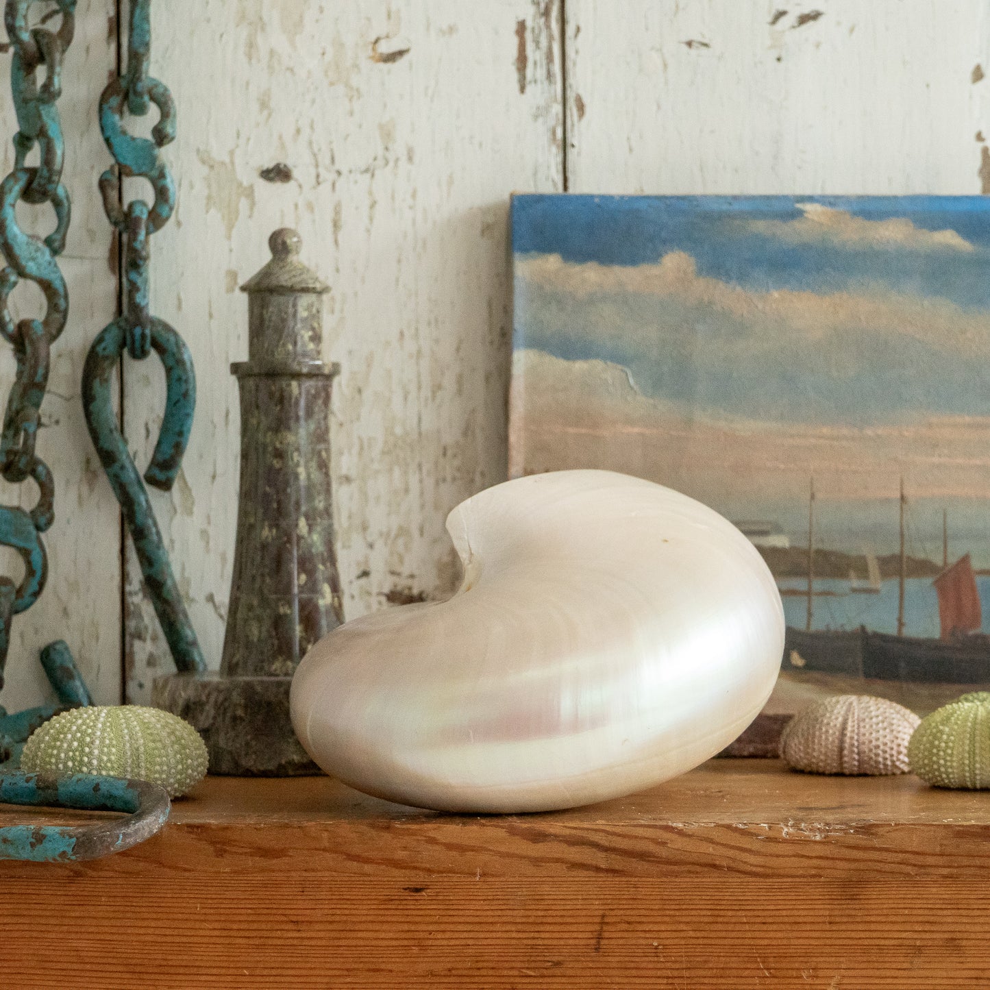Pretty Vintage Nautilus Shell
