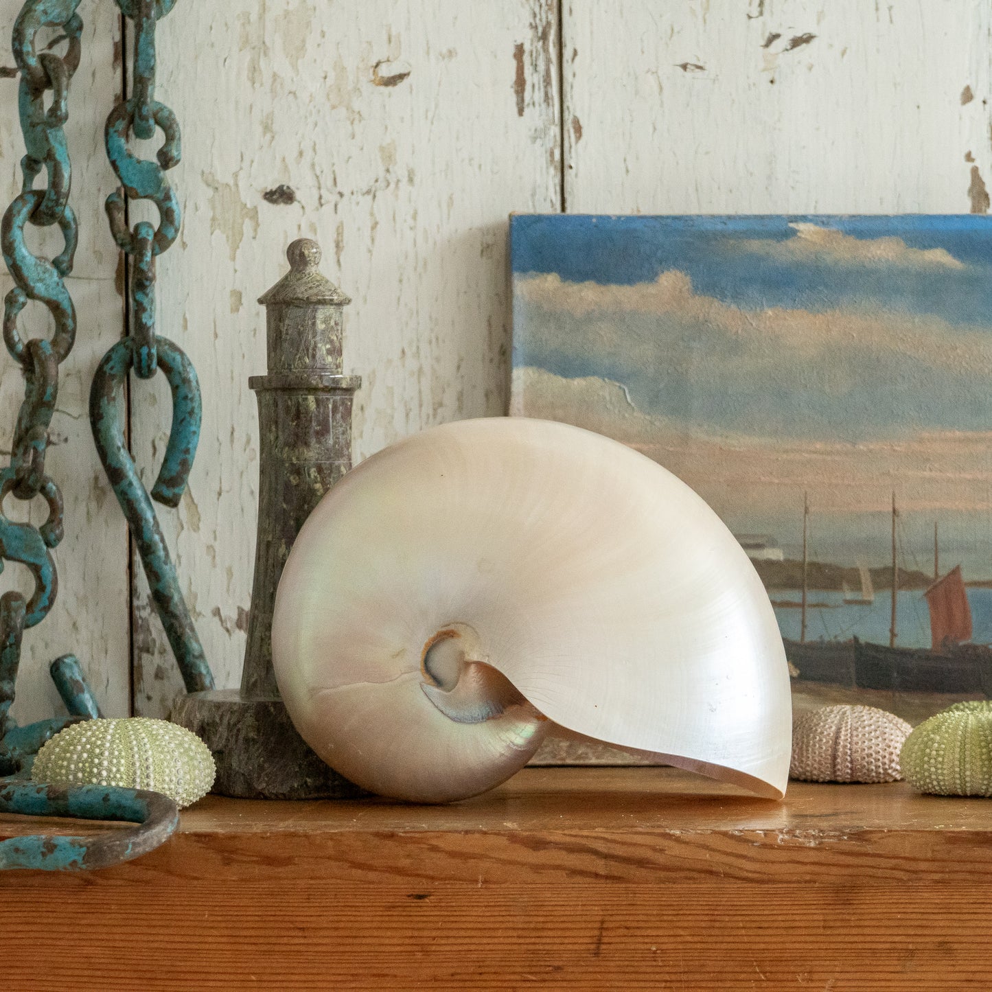 Pretty Vintage Nautilus Shell