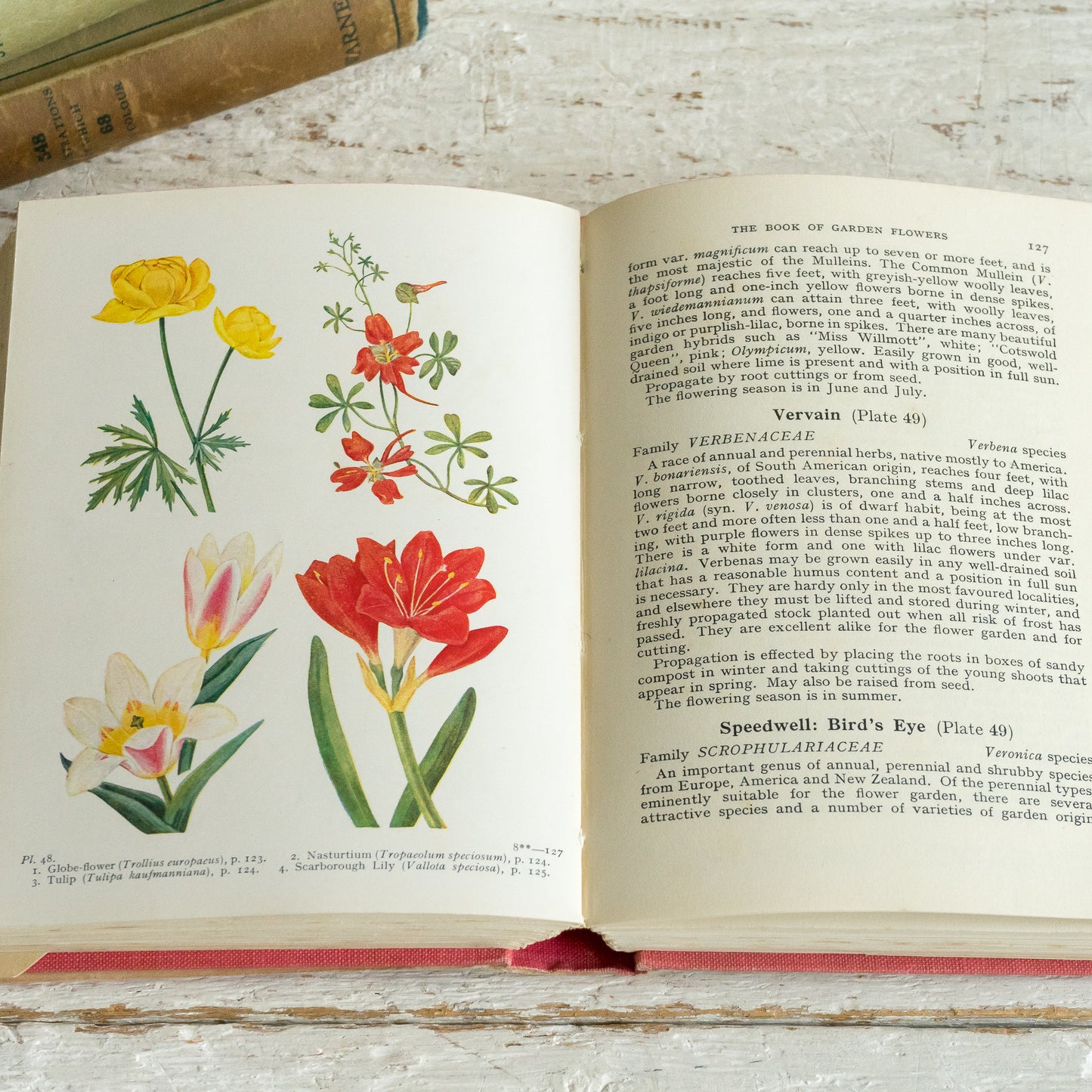The Book of Garden Flower