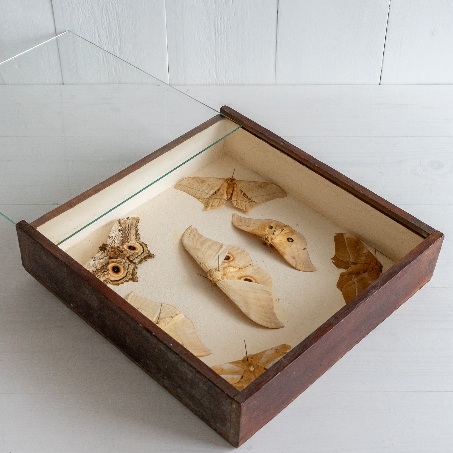 Vintage Boxed Moth Taxidermy Collection