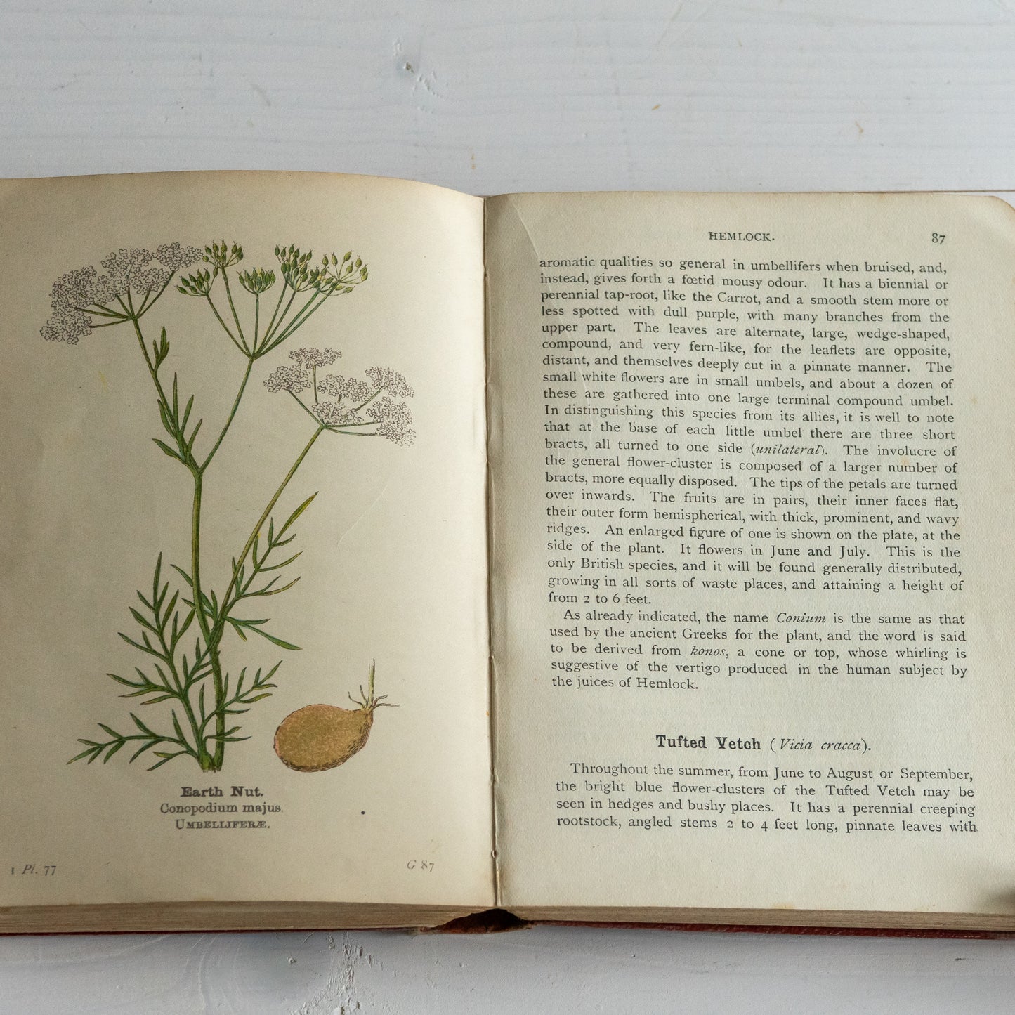 Vintage Wayside & Woodland Blossoms Book