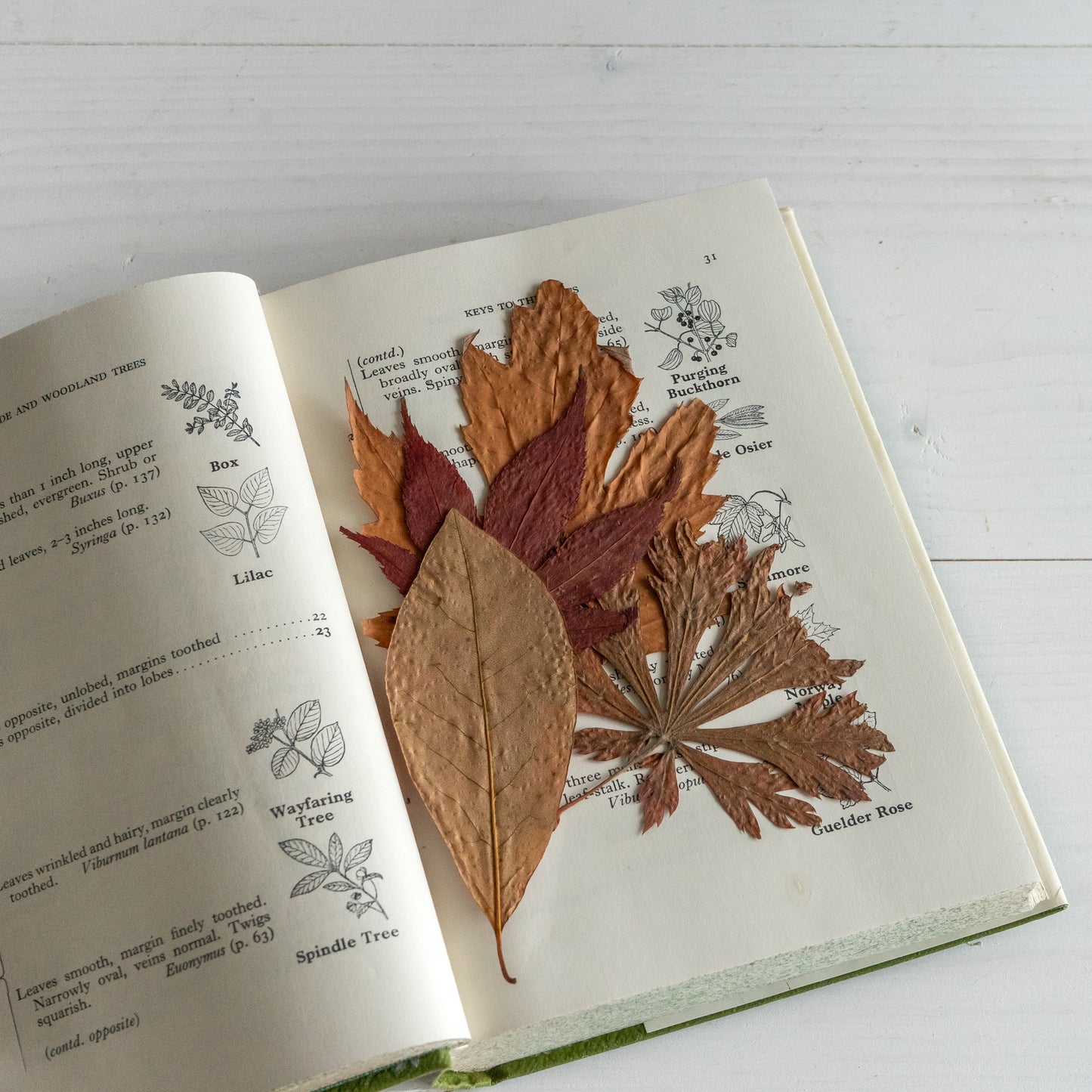 Vintage Wayside & Woodland Trees Book