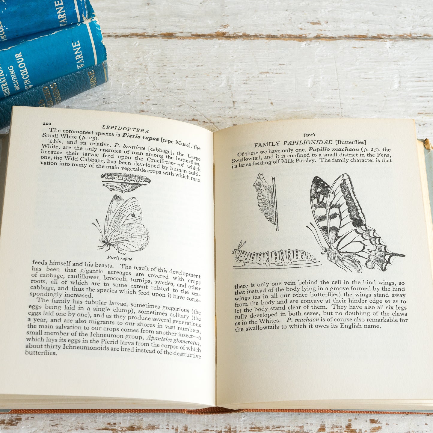 An Insect Book for your Pocket