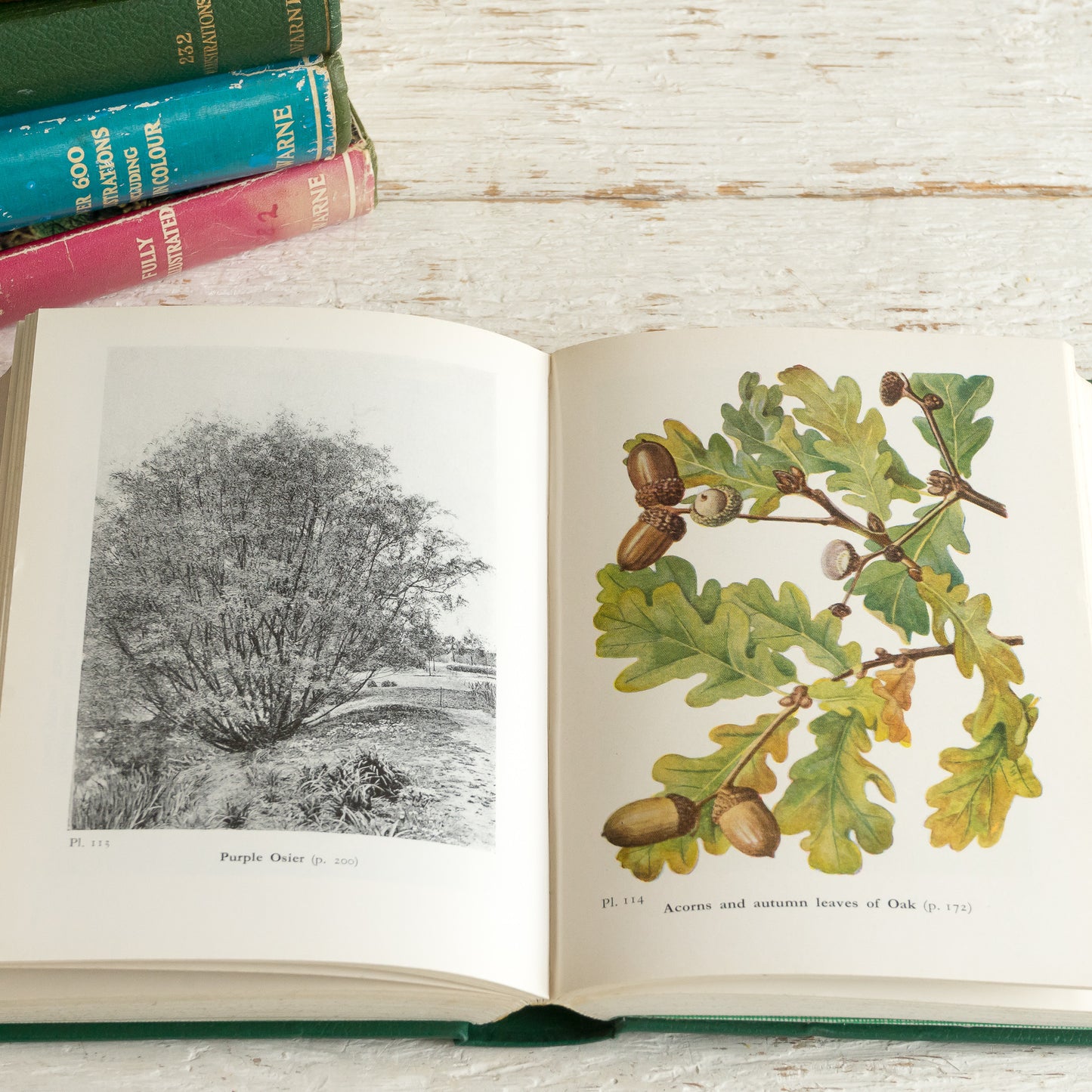 Wayside and Woodland Trees Book