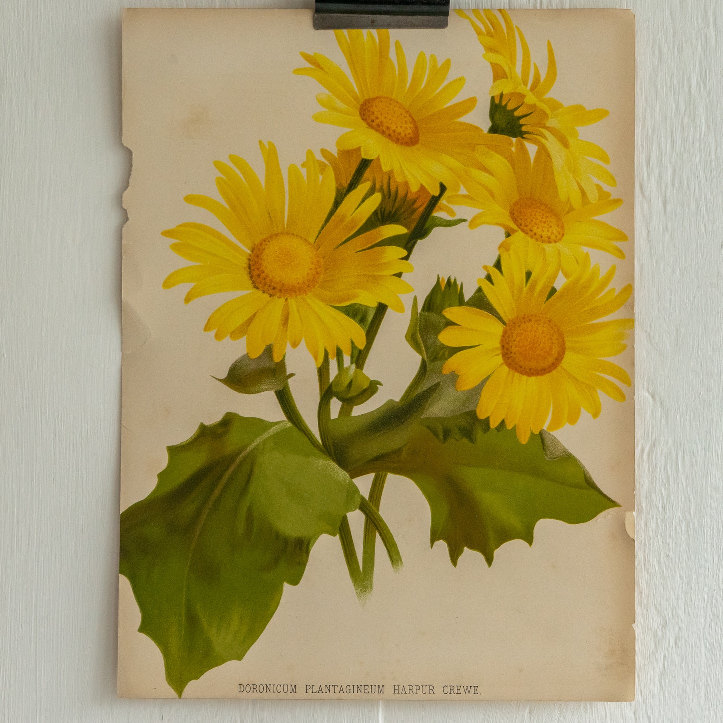 Antique Colour Bookplate - Doronicum Plantagineum Harpur Crewe