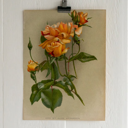 Antique Colour Bookplate - Rose Allen Richardson