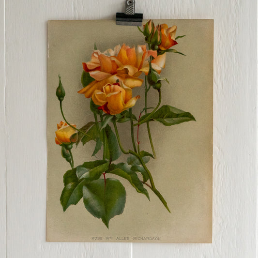 Antique Colour Bookplate - Rose Allen Richardson