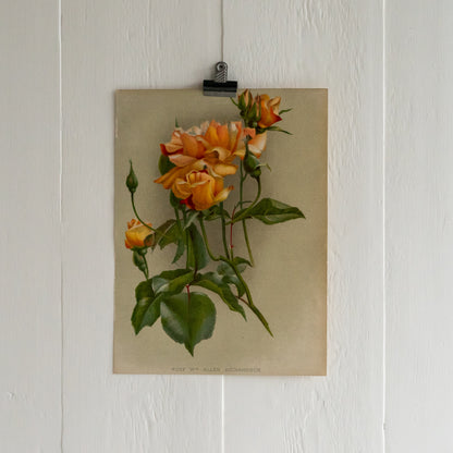 Antique Colour Bookplate - Rose Allen Richardson