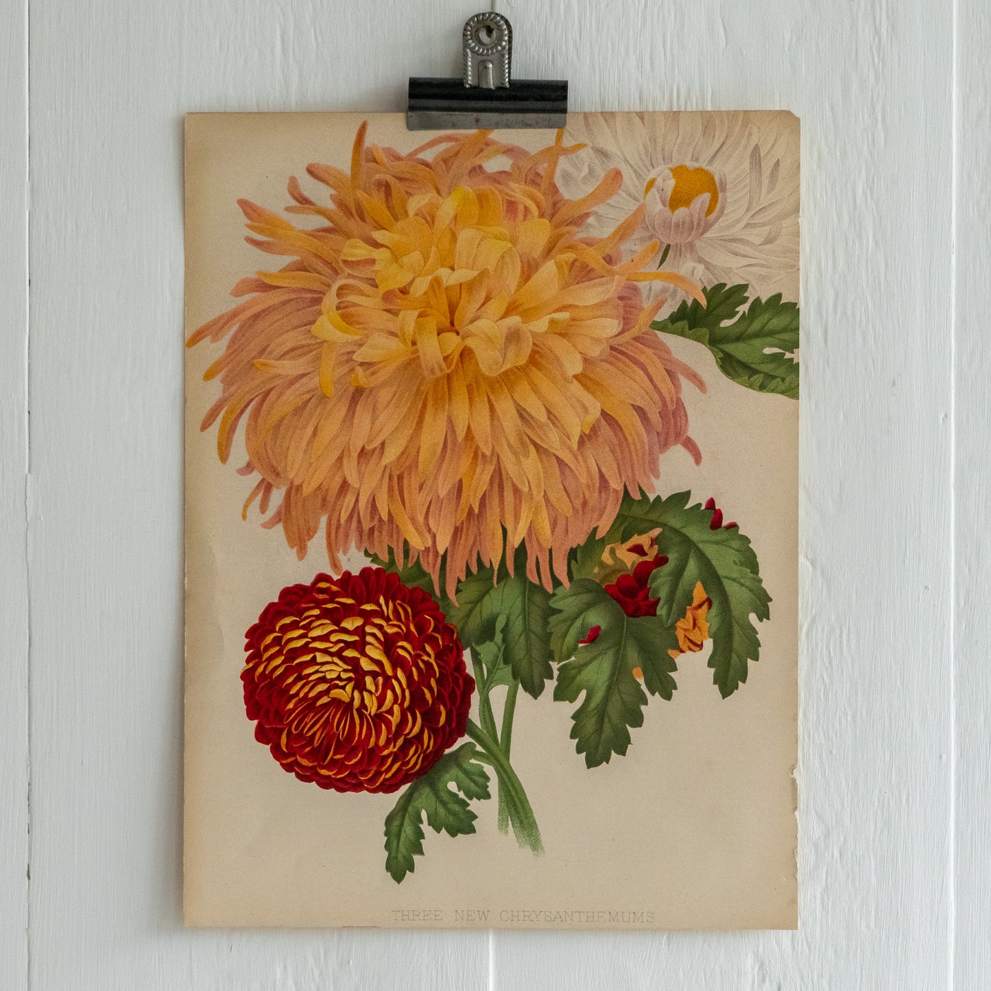 Antique Colour Bookplate - Three New Chrysanthemums