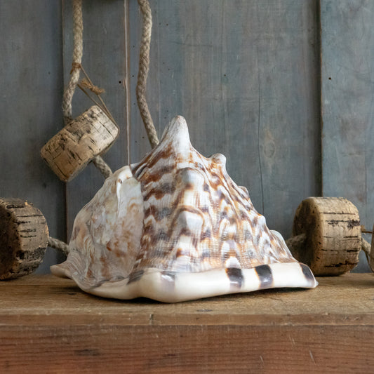 Large Queen Helmet Conch Shell
