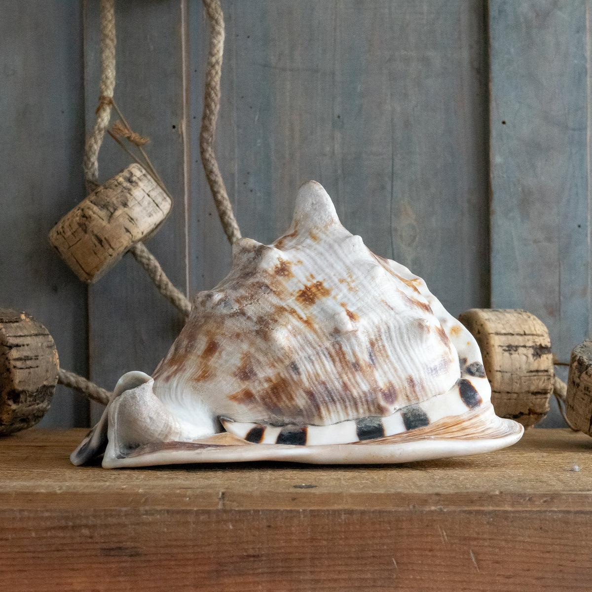 Conch Shell Mask Large Queen Helmet Conch Shell – Goose Home and Garden