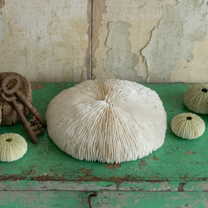 Large Mushroom Coral Specimen