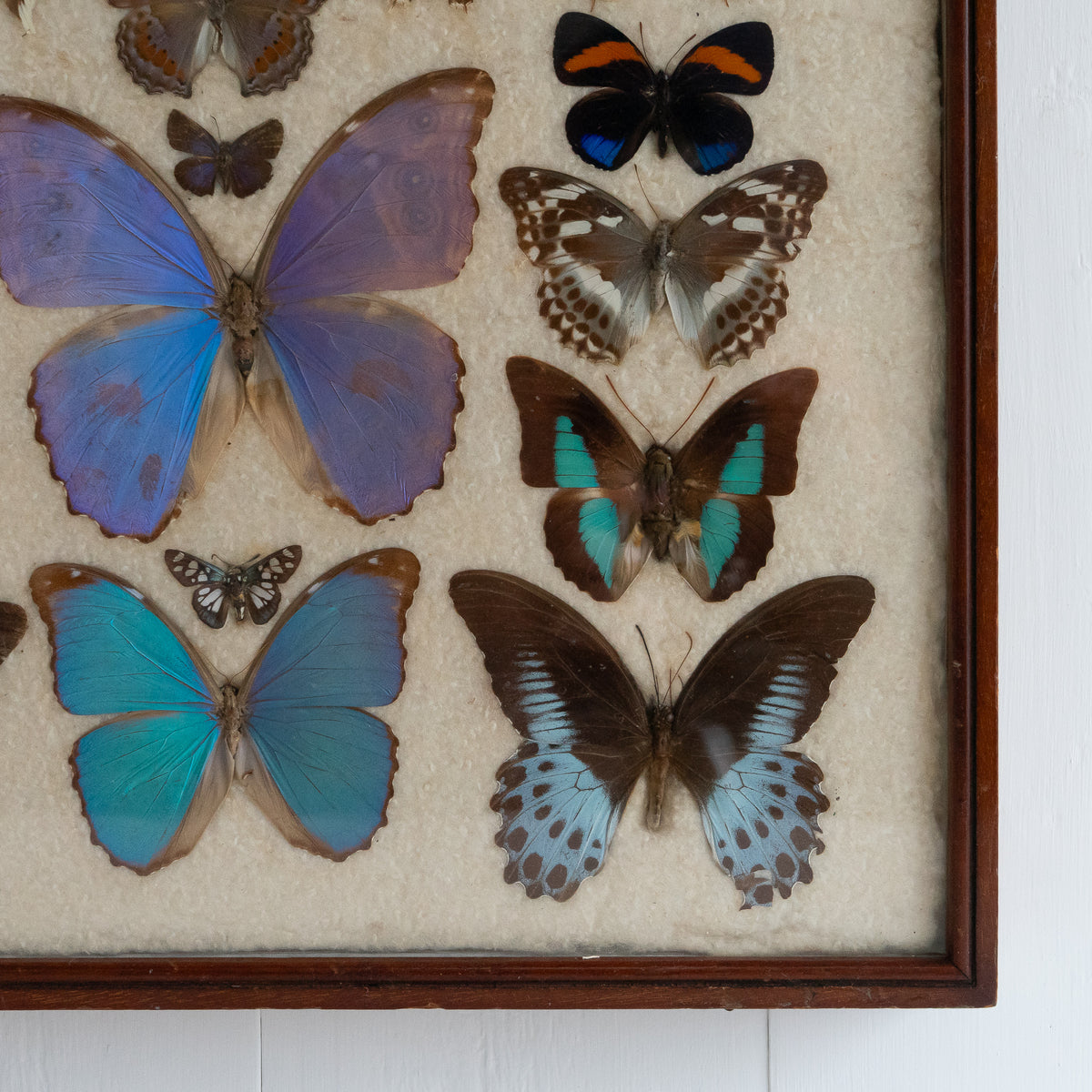 Large Vintage Butterfly Taxidermy Collection