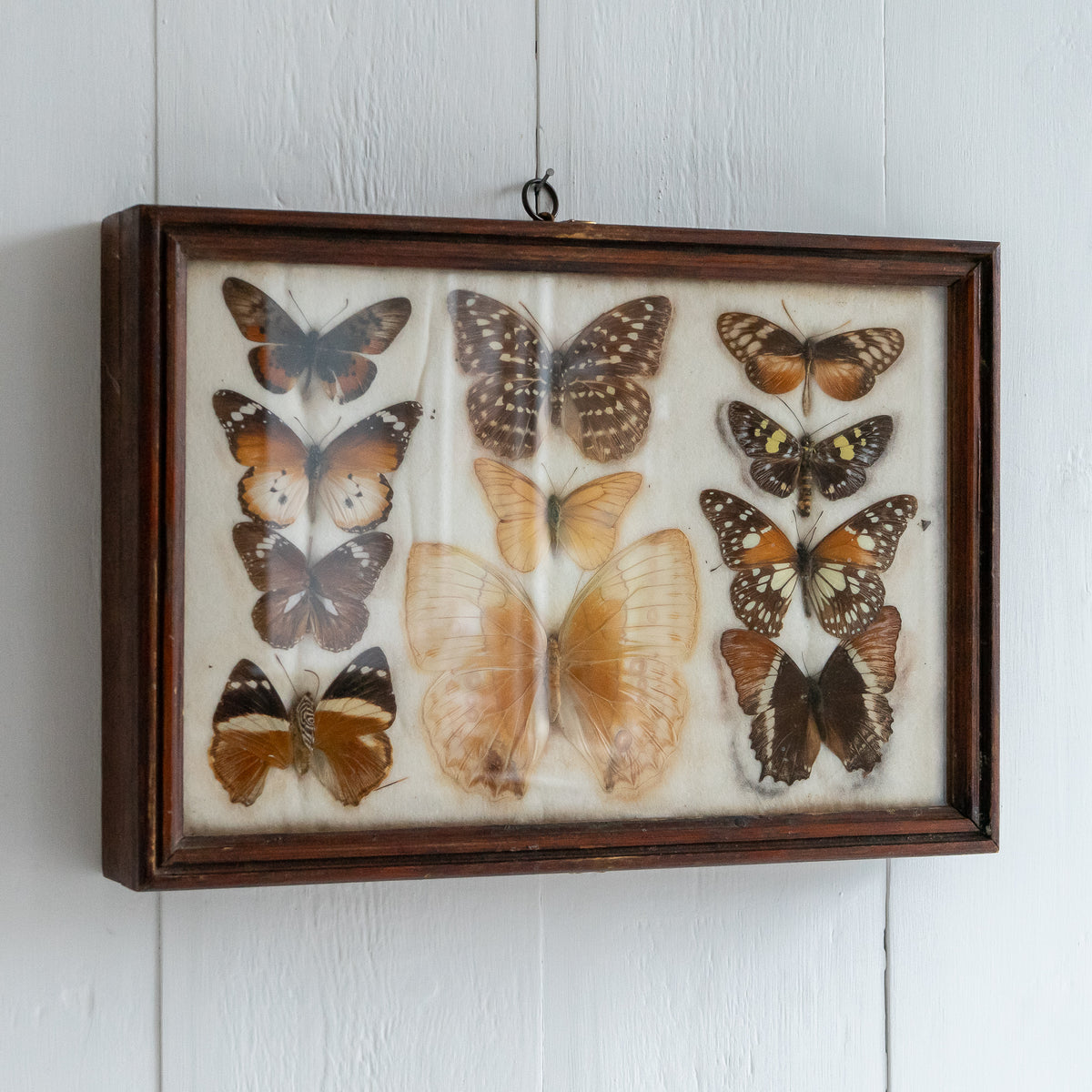 Vintage Butterfly Taxidermy Collection