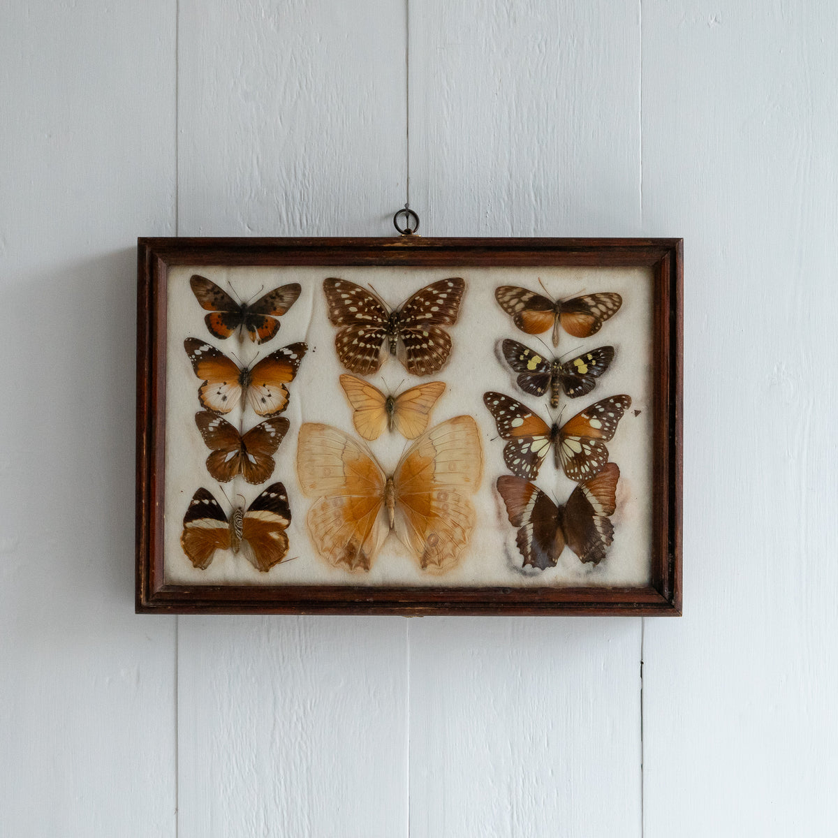 Vintage Butterfly Taxidermy Collection