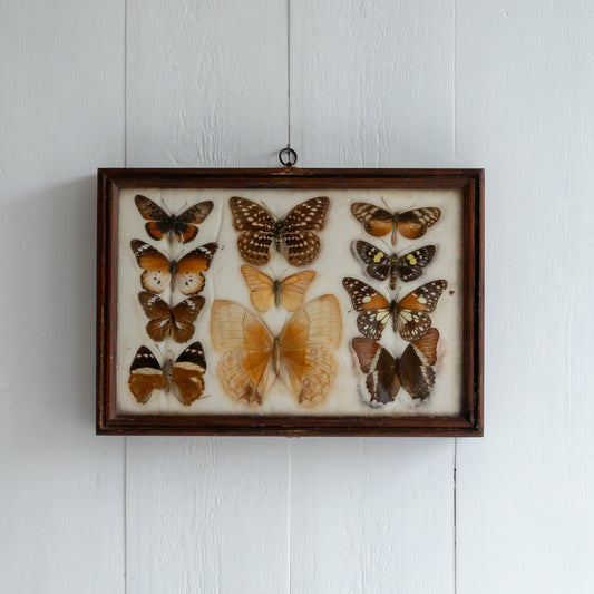 Vintage Butterfly Taxidermy Collection