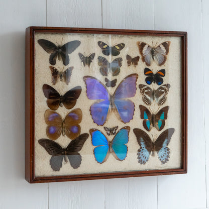 Large Vintage Butterfly Taxidermy Collection